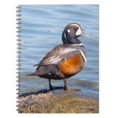 Carnet Beau canard arlequin sur le rocher (Devant)