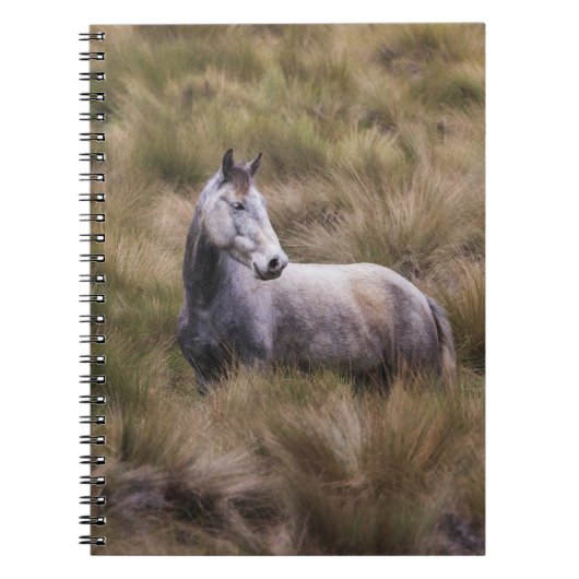 Carnet Beau Cheval gris coloré (Devant)