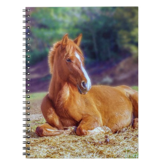Carnet Beau Colt à cheval (Devant)