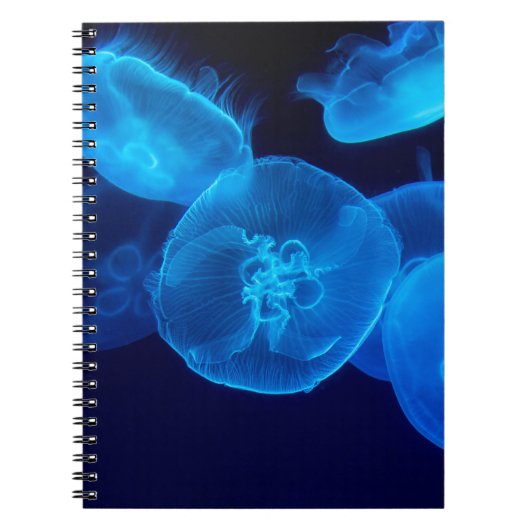 CARNET BEAU JELLYFISH (Devant)