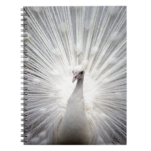 Carnet Beau paon blanc (Devant)