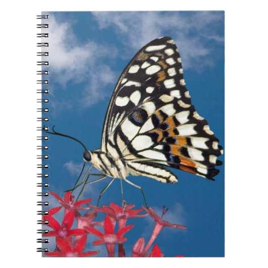 Carnet Beau Papillon (Devant)