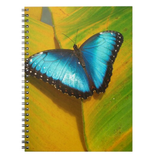 Carnet Beau Papillon Iridescente (Devant)