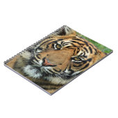 Carnet Beau tigre (Côté gauche)