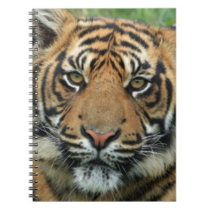 Carnet Beau tigre