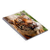 Carnet Beau visage de tigre (Côté Droit)