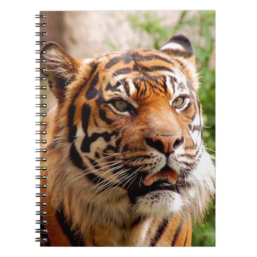 Carnet Beau visage de tigre (Devant)