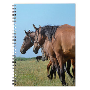 Carnet Beaux Chevaux de Baie