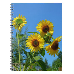 Carnet Beaux tournesols jaunes