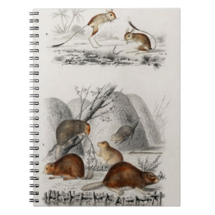 Carnet Beaver Jerboa