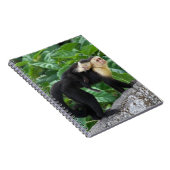 Carnet Bébé de transport de singe adulte de capucin sur (Côté Droit)