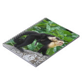 Carnet Bébé de transport de singe adulte de capucin sur (Côté gauche)