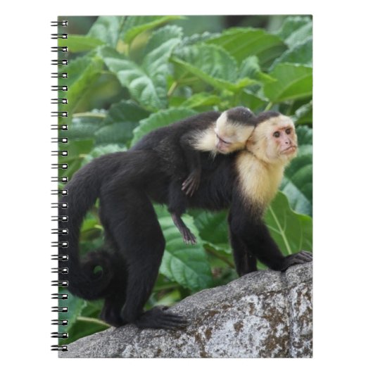 Carnet Bébé de transport de singe adulte de capucin sur (Devant)