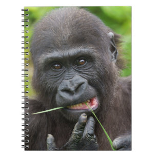 Carnet Bébé Gorilla Cuteness