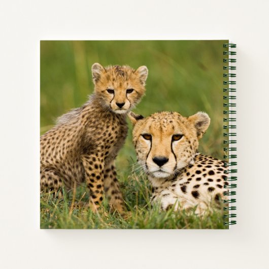 Carnet Bébé guépard et parent dans l'herbe (Dos)