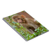 Carnet Bébé Macaque Rhésus, Temple du Singe, Jaipur (Côté Droit)