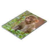 Carnet Bébé Macaque Rhésus, Temple du Singe, Jaipur (Côté gauche)