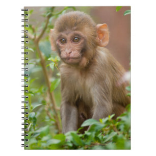 Carnet Bébé Macaque Rhésus, Temple du Singe, Jaipur