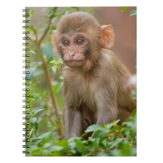 Carnet Bébé Macaque Rhésus, Temple du Singe, Jaipur (Devant)