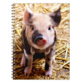 Carnet Bébé mignon porc (Devant)