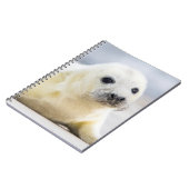 Carnet Bébé phoque des images | de Getty (Côté gauche)