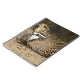 Carnet Bébés de caille nordique Bobwhite à l'étang pour b (Côté gauche)