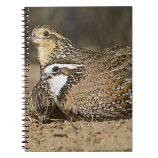 Carnet Bébés de caille nordique Bobwhite à l'étang pour b (Devant)
