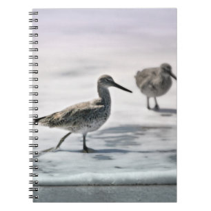 Carnet Bécasseaux