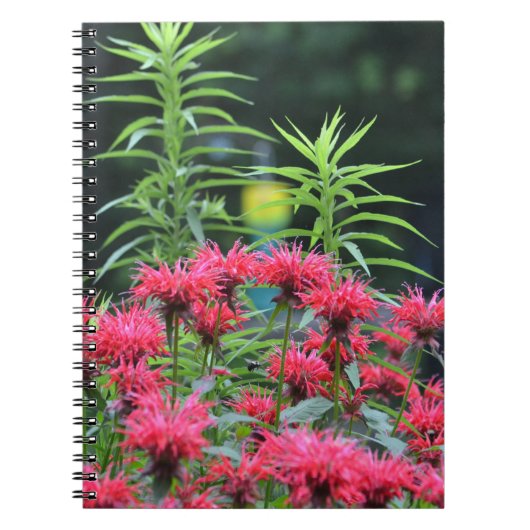 Carnet Bee Balm (Devant)