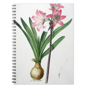 Carnet Belladone d'amaryllis, de "Les Liliacees", engrav