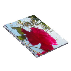 Carnet Belle belle Rose céleste : Rouge contre bleu