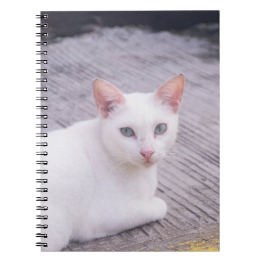 Carnet Belle Chat Blanc (Devant)