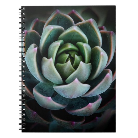 Carnet Belle Fleur Succulente Photographie de la nature (Devant)