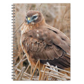 Carnet Belle harceleuse du Nord dans le marais (Devant)