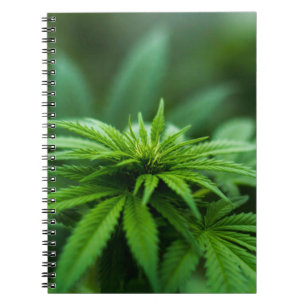 Carnet Belle mauvaise herbe