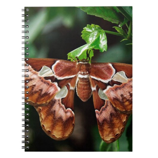 Carnet Belle Moth Atlas (Devant)