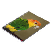 Carnet Belle Perroquet caïque à ventre blanc Poser (Côté gauche)