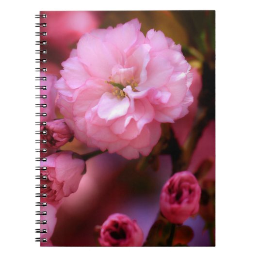 Carnet Belles fleurs de cerisiers rose printemps (Devant)