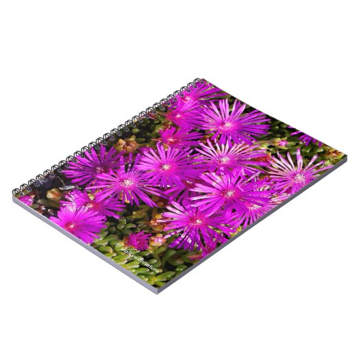 Carnet Belles Iceplants pourpres (Côté gauche)