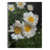 Carnet Belles pivoines blanches (Devant)