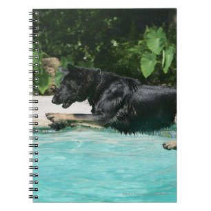 Carnet Berger allemand sautant dans l'eau