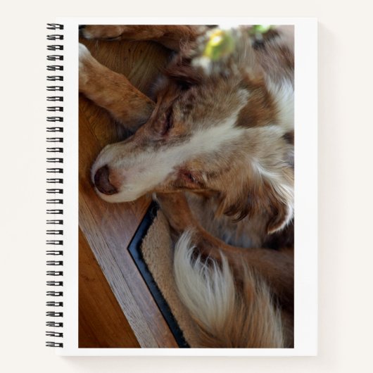 Carnet berger australien rouge merle dormir (Devant)