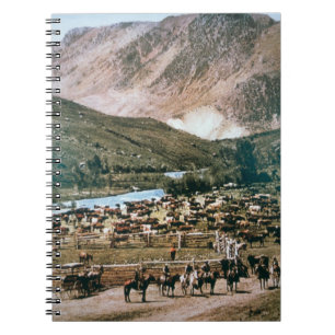 Carnet Bétail, le Colorado, 1899 (photo)