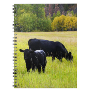Carnet Bétail noirs d'Angus frôlant dans le domaine