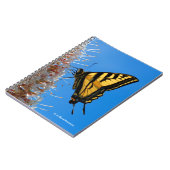 Carnet Beurre de queue de tigre occidental sur le Buckeye (Côté gauche)