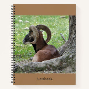 Carnet Bighorn Ram