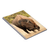 Carnet Bison (Côté Droit)