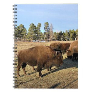 Carnet Bison dans le Colorado