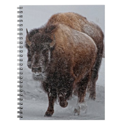 Carnet Bison de Yellowstone (Devant)