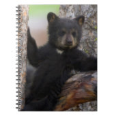 Carnet Black Bears Cub Lounge (Devant)